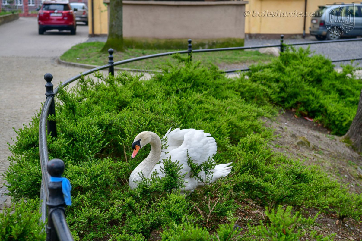 Wiosennie na plantach: nowa wierzba na wysepce, łabędzica wysiaduje jaja