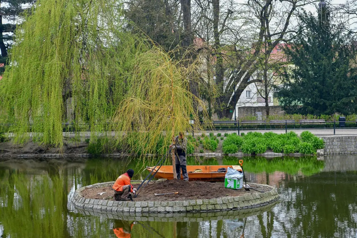Wiosennie na plantach: nowa wierzba na wysepce, łabędzica wysiaduje jaja