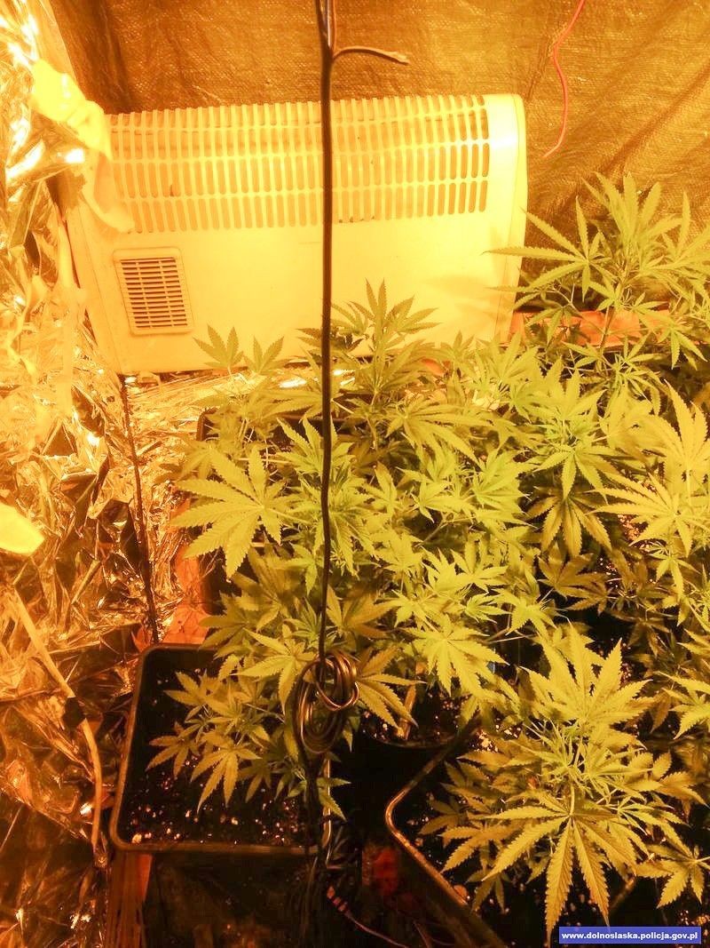 Hodowca marihuany kradł prąd i wpadł z nielegalną bronią