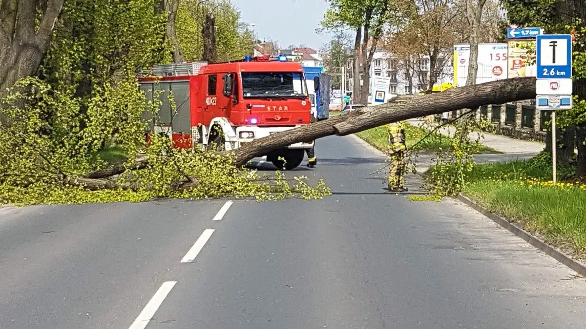 Powalone drzewo na Jeleniogórskiej