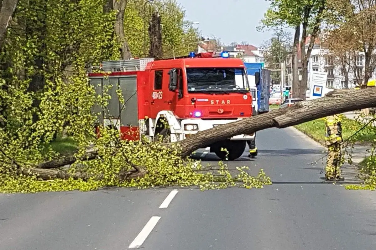 Powalone drzewo na Jeleniogórskiej