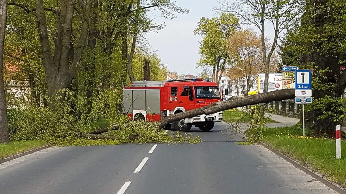 Powalone drzewo na Jeleniogórskiej