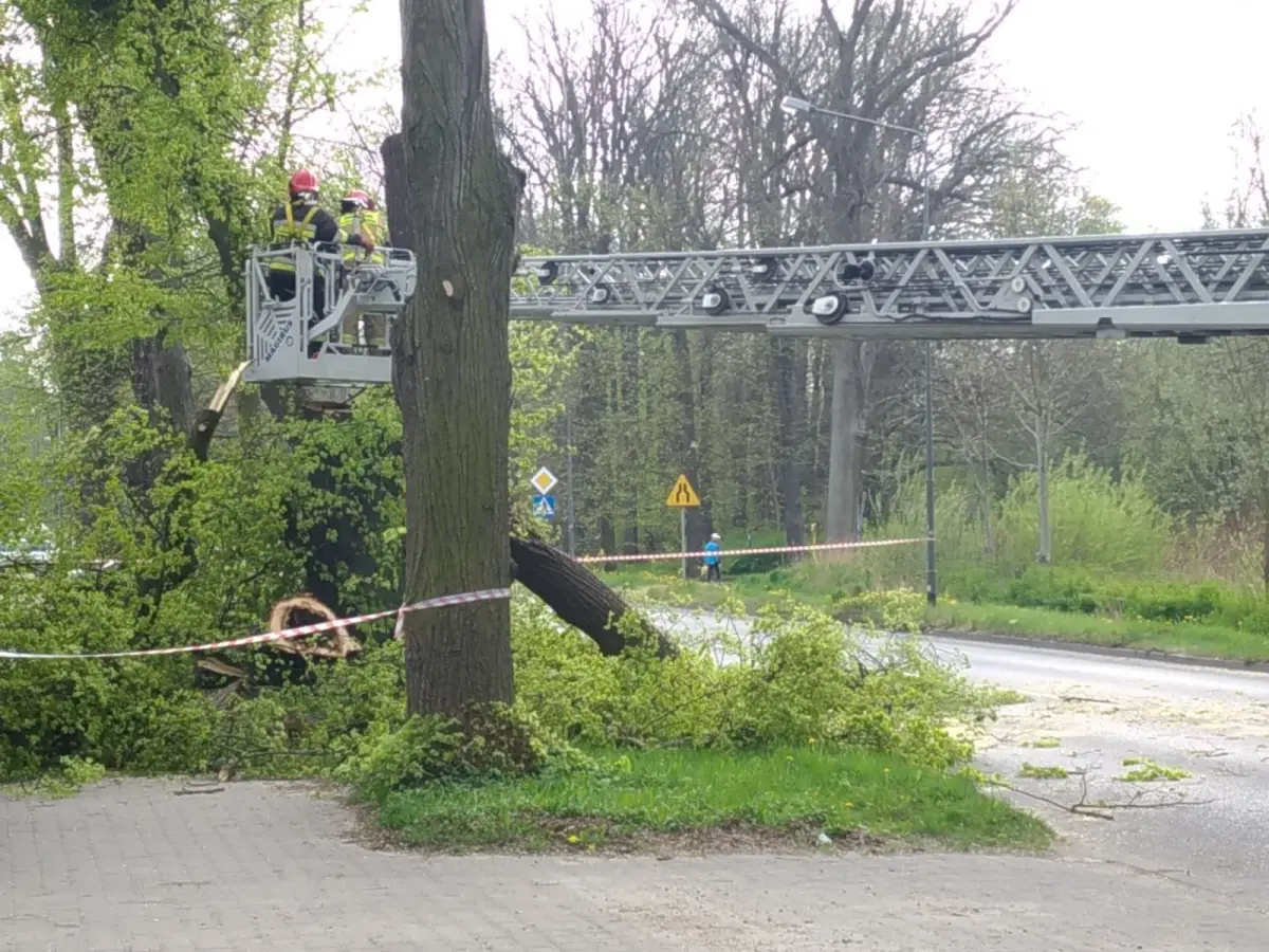 Powalone drzewo na Jeleniogórskiej