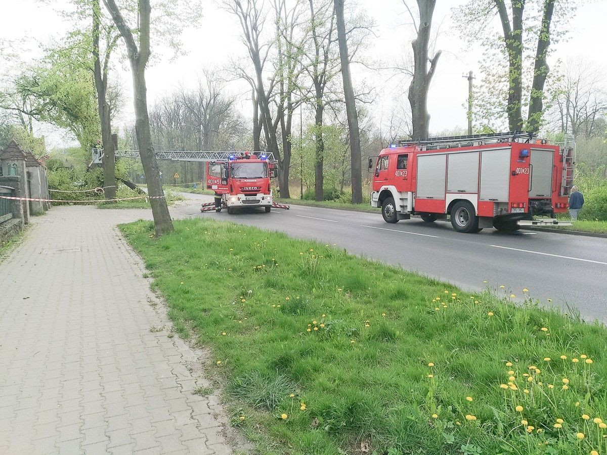 Powalone drzewo na Jeleniogórskiej