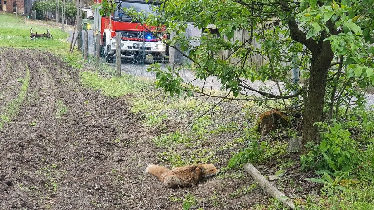 Strażacy z Trzebienia pomogli… lisowi zaplątanemu w drut kolczasty