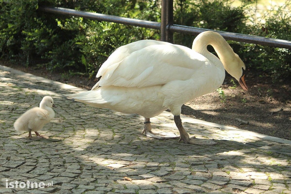 Kaczki i łabędzie z miejskiego stawu