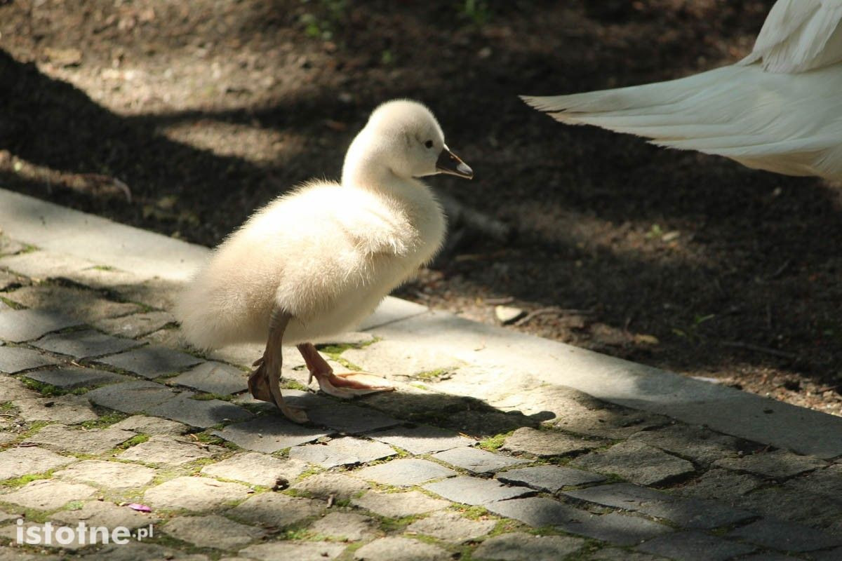 Kaczki i łabędzie z miejskiego stawu
