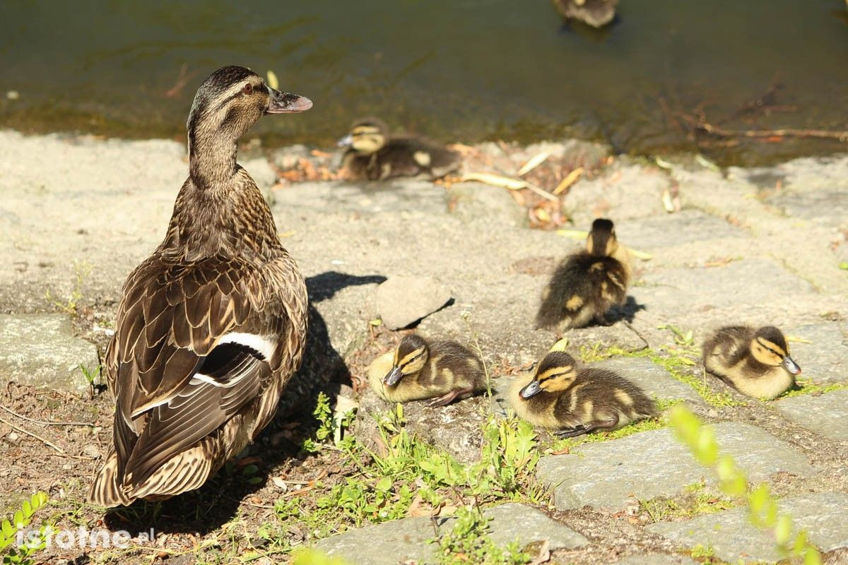 Kaczki i łabędzie z miejskiego stawu