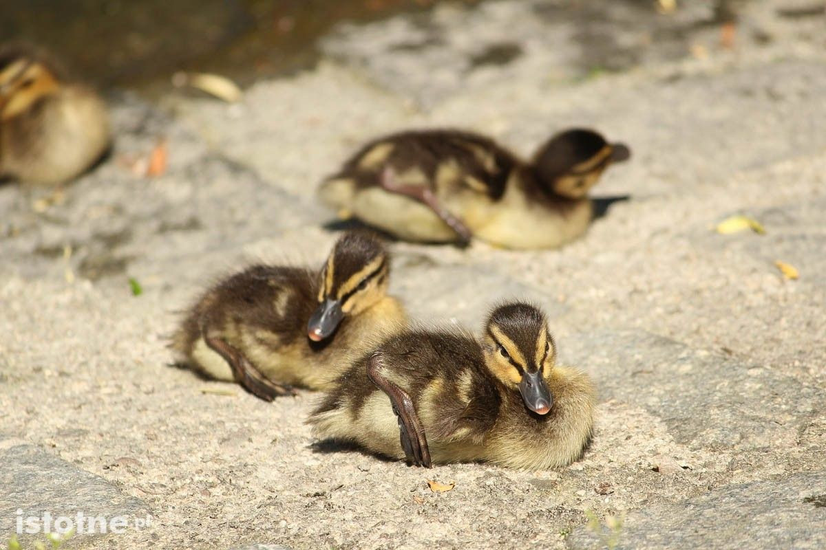 Kaczki i łabędzie z miejskiego stawu