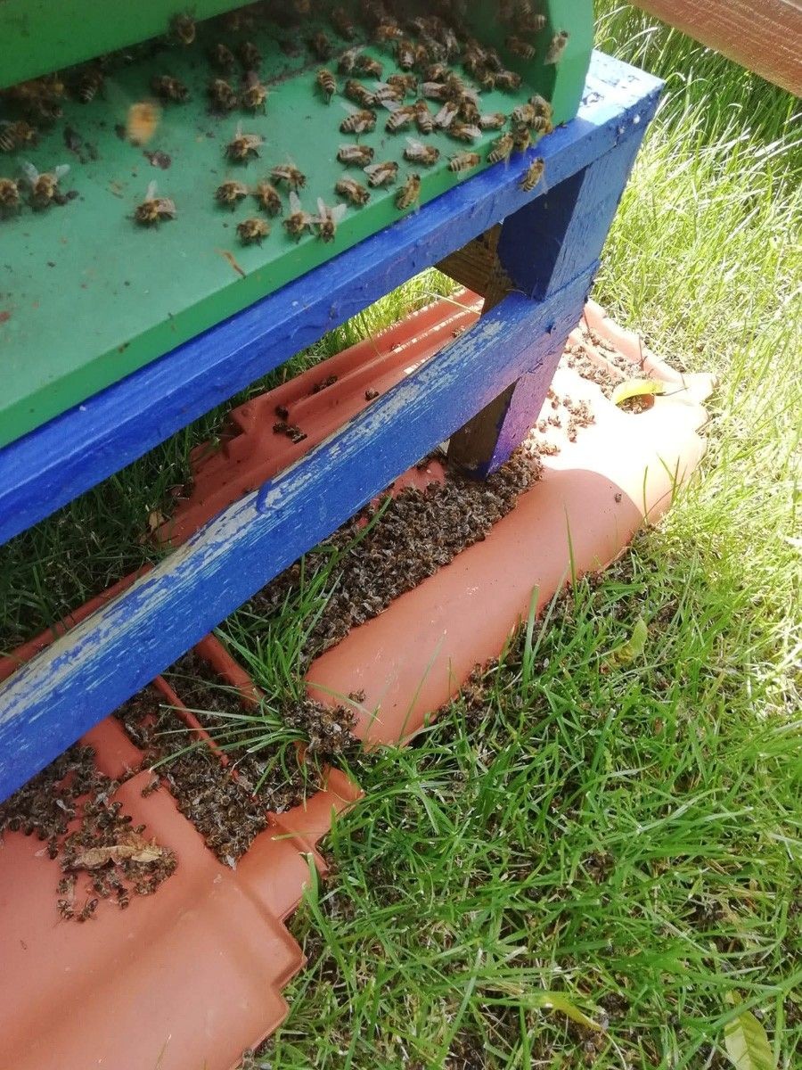 Wytruli pszczółki mieszkańcowi Czernej