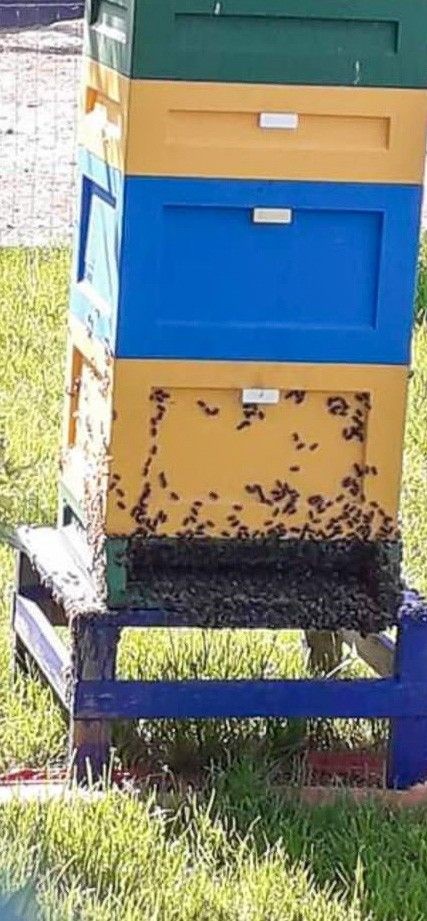 Wytruli pszczółki mieszkańcowi Czernej