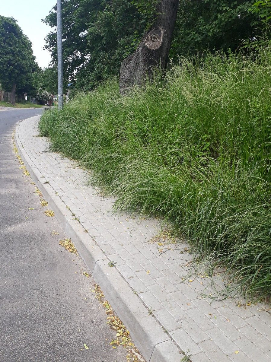 Chodnik w Ławszowej (gmina Osiecznica)