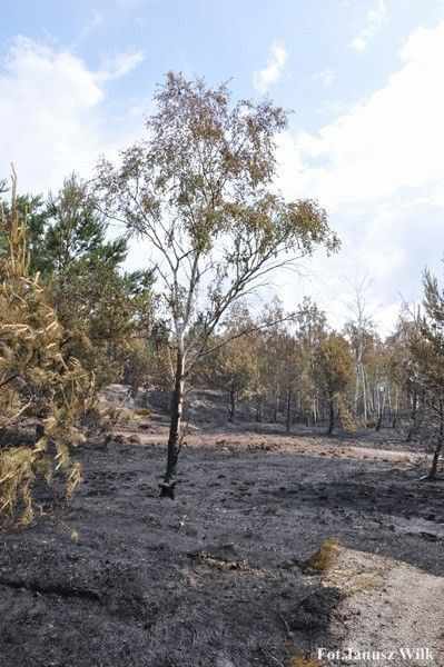 Pożar na poligonie, spłonęło 15 ha