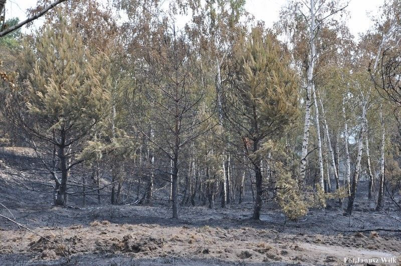 Pożar na poligonie, spłonęło 15 ha