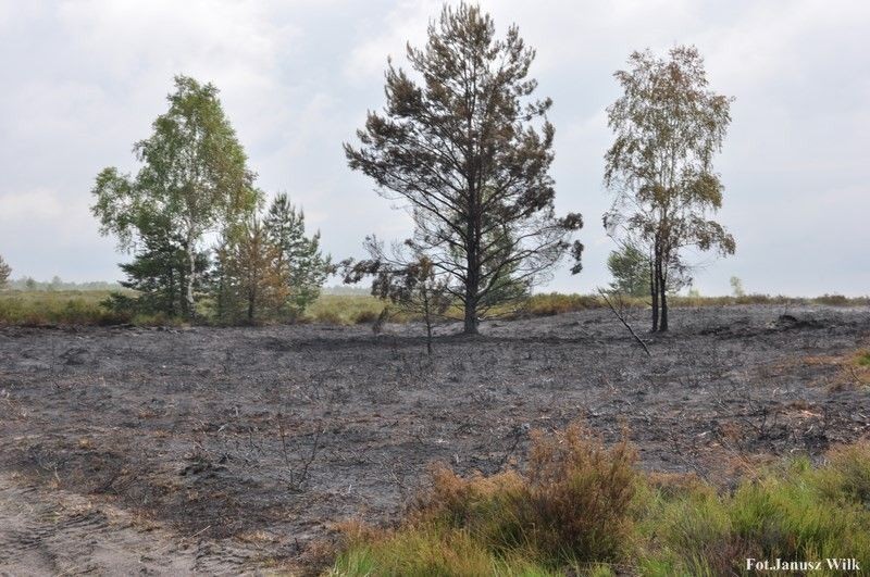 Pożar na poligonie, spłonęło 15 ha