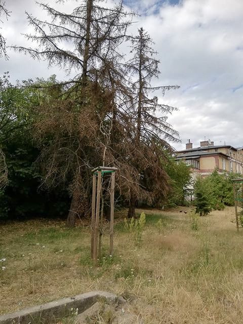 Drzewa na placu przy dworcu PKP w Bolesławcu (ul. Chrobrego)