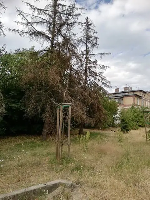Drzewa na placu przy dworcu PKP w Bolesławcu (ul. Chrobrego)