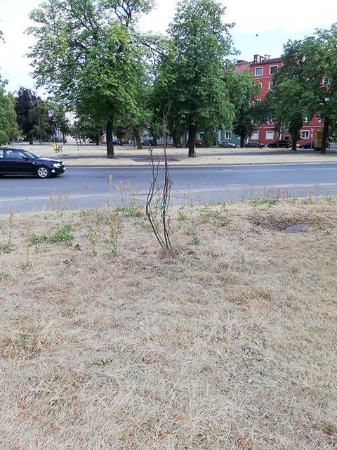 Drzewa na placu przy dworcu PKP w Bolesławcu (ul. Chrobrego)