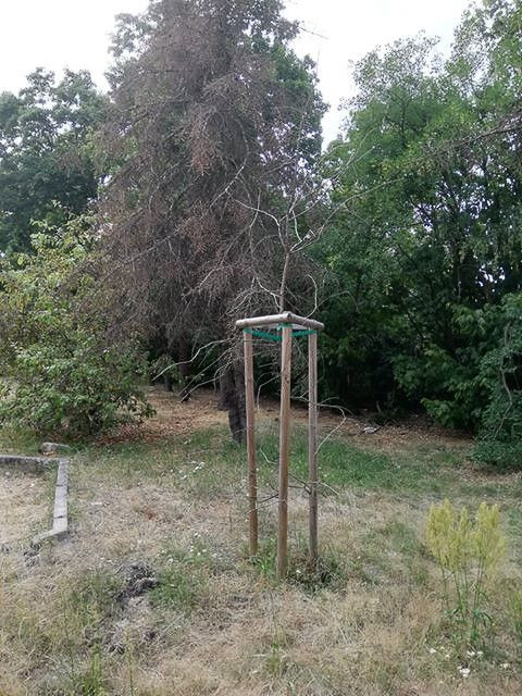 Drzewa na placu przy dworcu PKP w Bolesławcu (ul. Chrobrego)