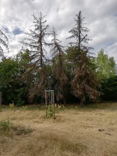 Drzewa na placu przy dworcu PKP w Bolesławcu (ul. Chrobrego)