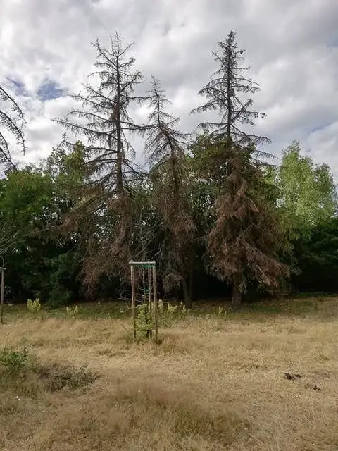 Drzewa na placu przy dworcu PKP w Bolesławcu (ul. Chrobrego)