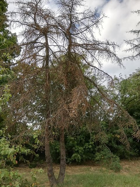 Drzewa na placu przy dworcu PKP w Bolesławcu (ul. Chrobrego)