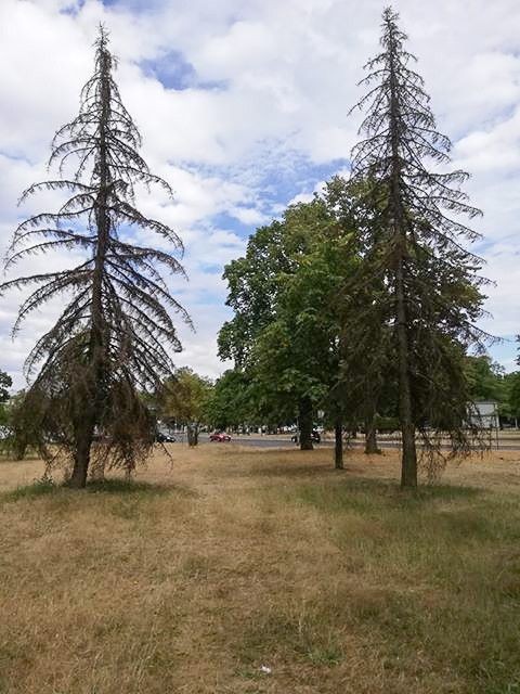 Drzewa na placu przy dworcu PKP w Bolesławcu (ul. Chrobrego)