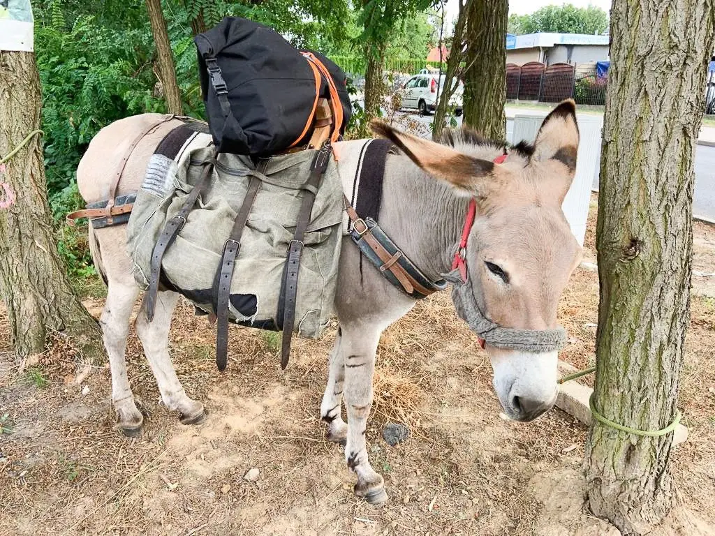 Z osłami podróżują przez Europę, w Świętokrzyskiem chcą założyć farmę