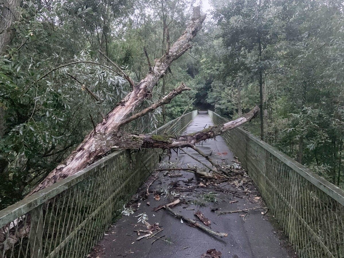 Konar drzewa blokujący kładkę