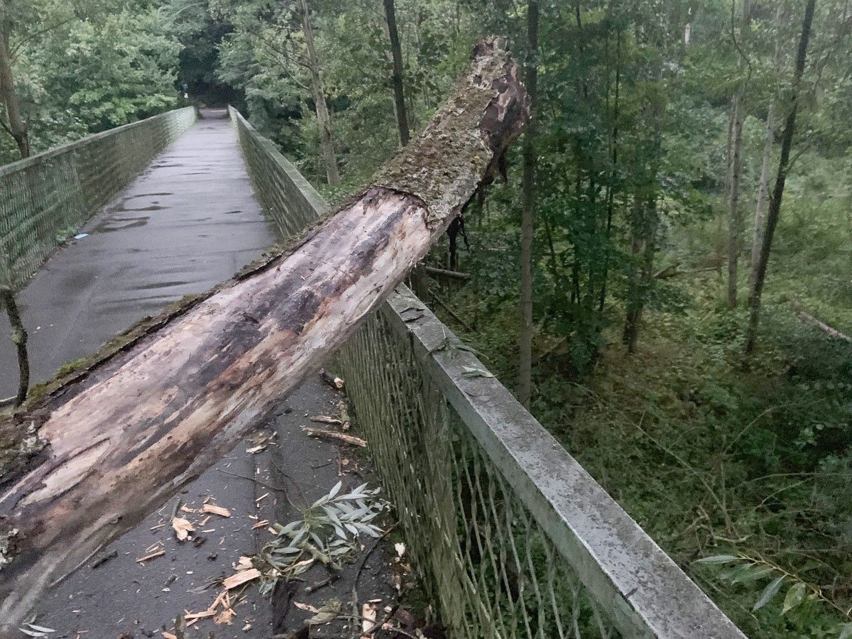 Konar drzewa blokujący kładkę