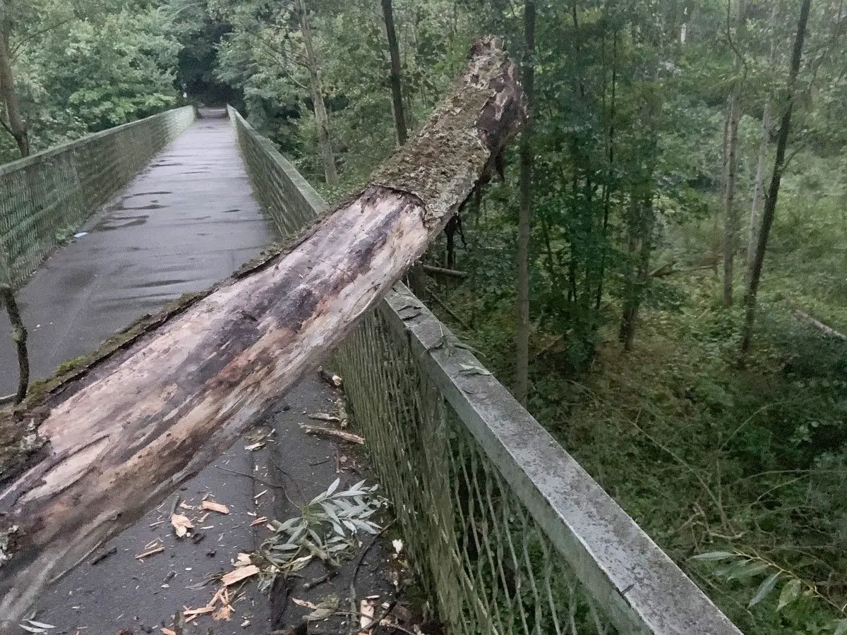 Konar drzewa blokujący kładkę