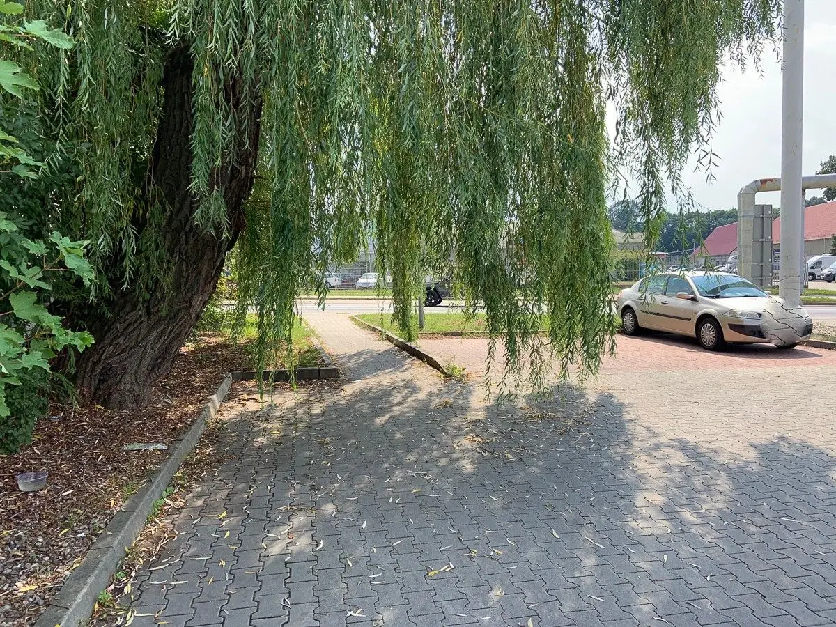 Strasznie zarośnięty parking przed Biedronką. Życie „towarzyskie” kwitnie w krzakach