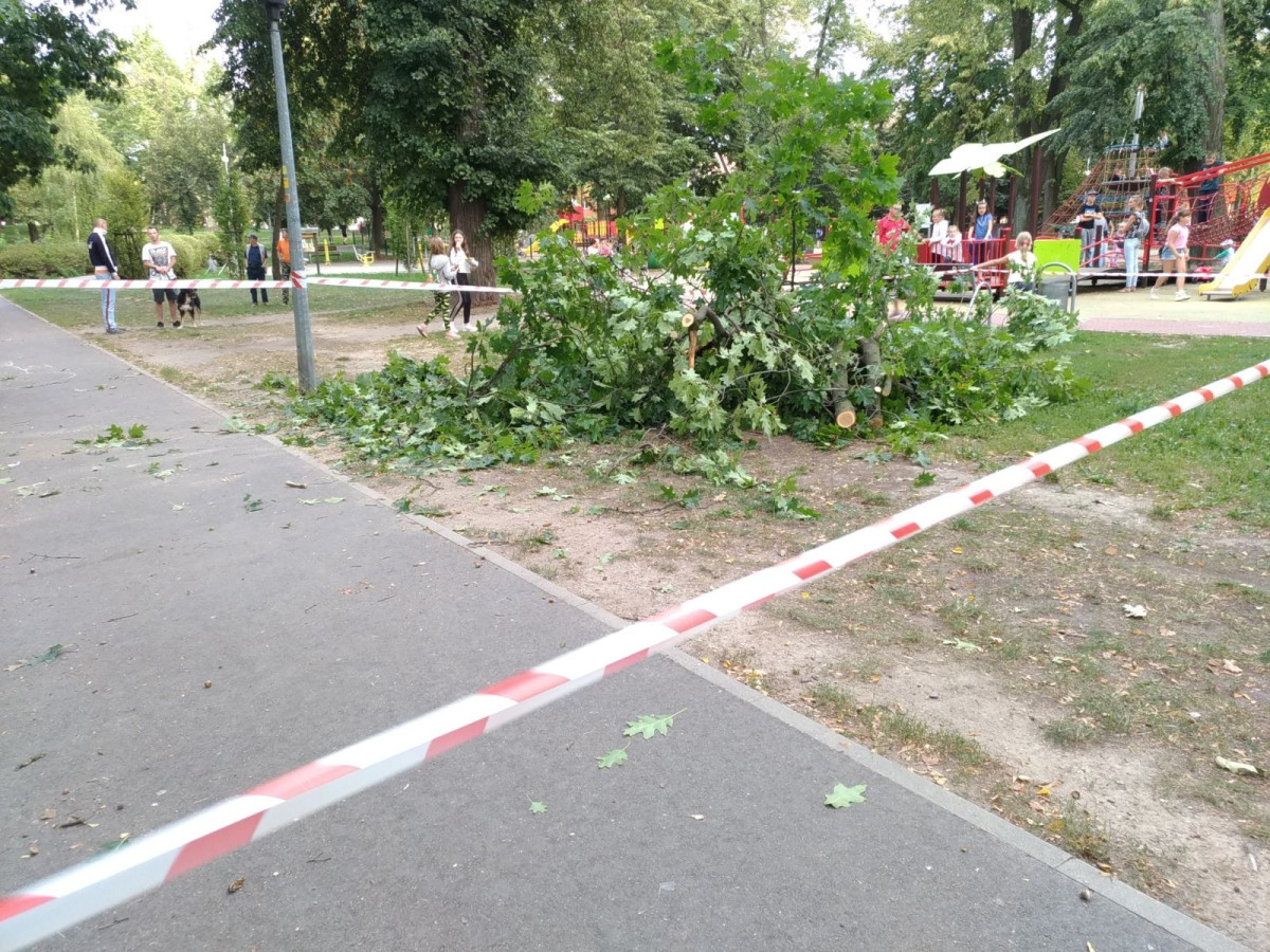 Konar upadł na młodą kobietę w parku
