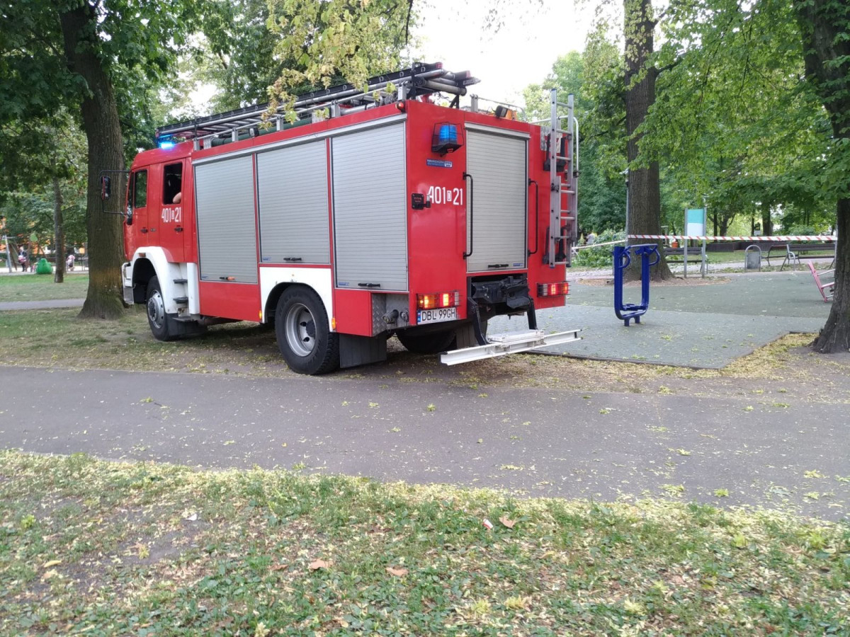 Konar upadł na młodą kobietę w parku