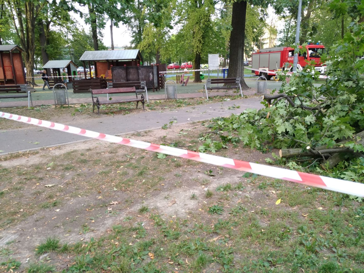 Konar upadł na młodą kobietę