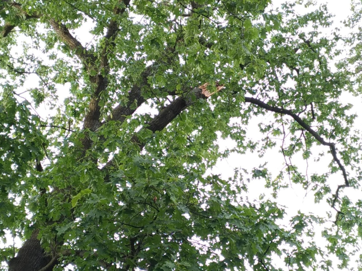 Konar upadł na młodą kobietę