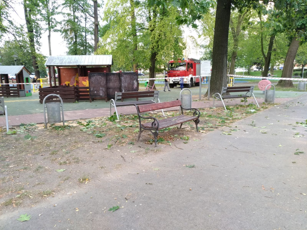 Konar upadł na młodą kobietę