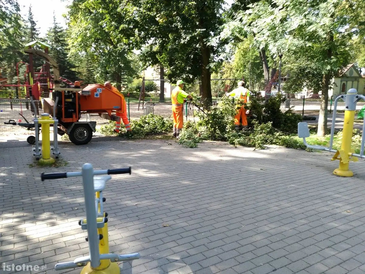 Akcja przycinania i wycinki drzew w parku Bonina