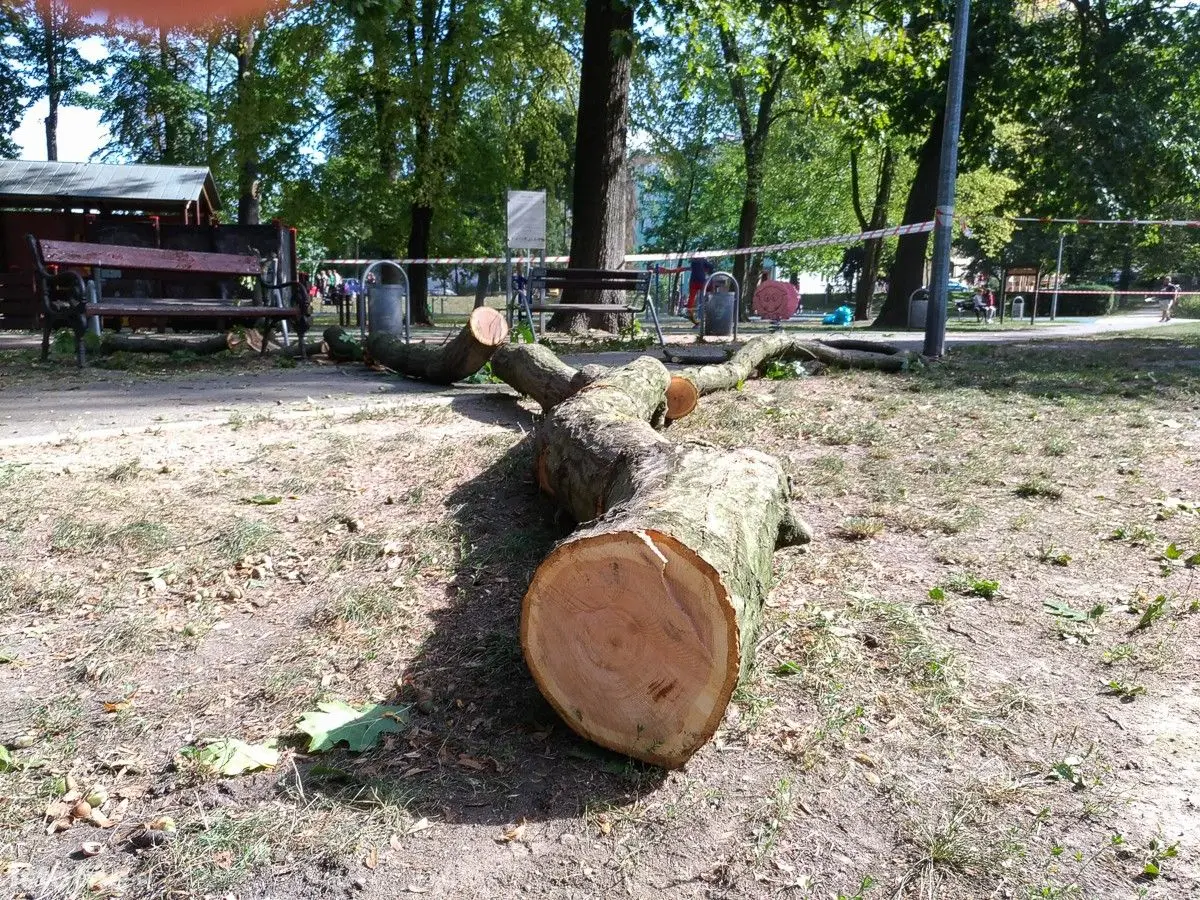 Akcja przycinania i wycinki drzew w parku Bonina