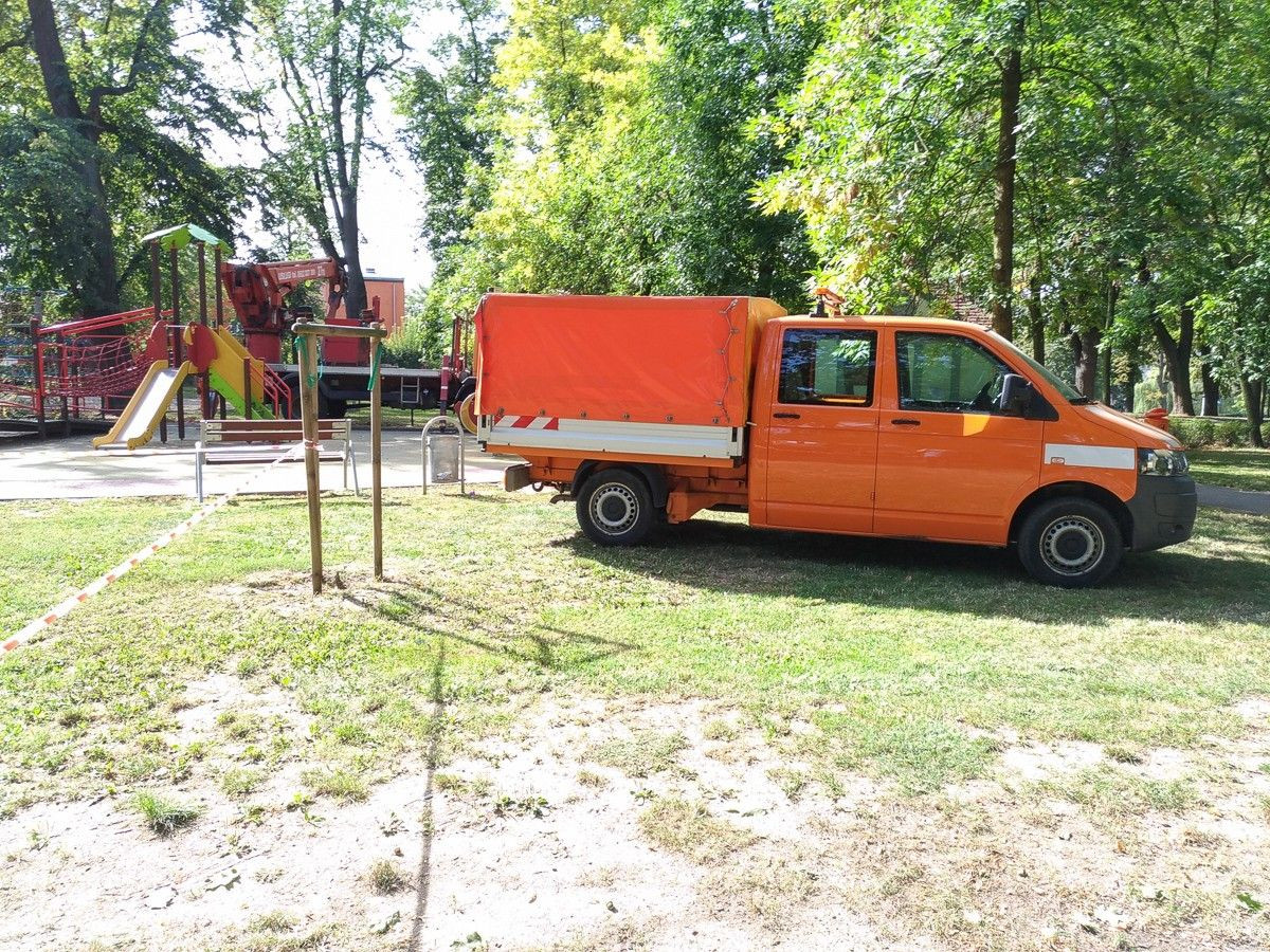 Akcja przycinania i wycinki drzew w parku Bonina