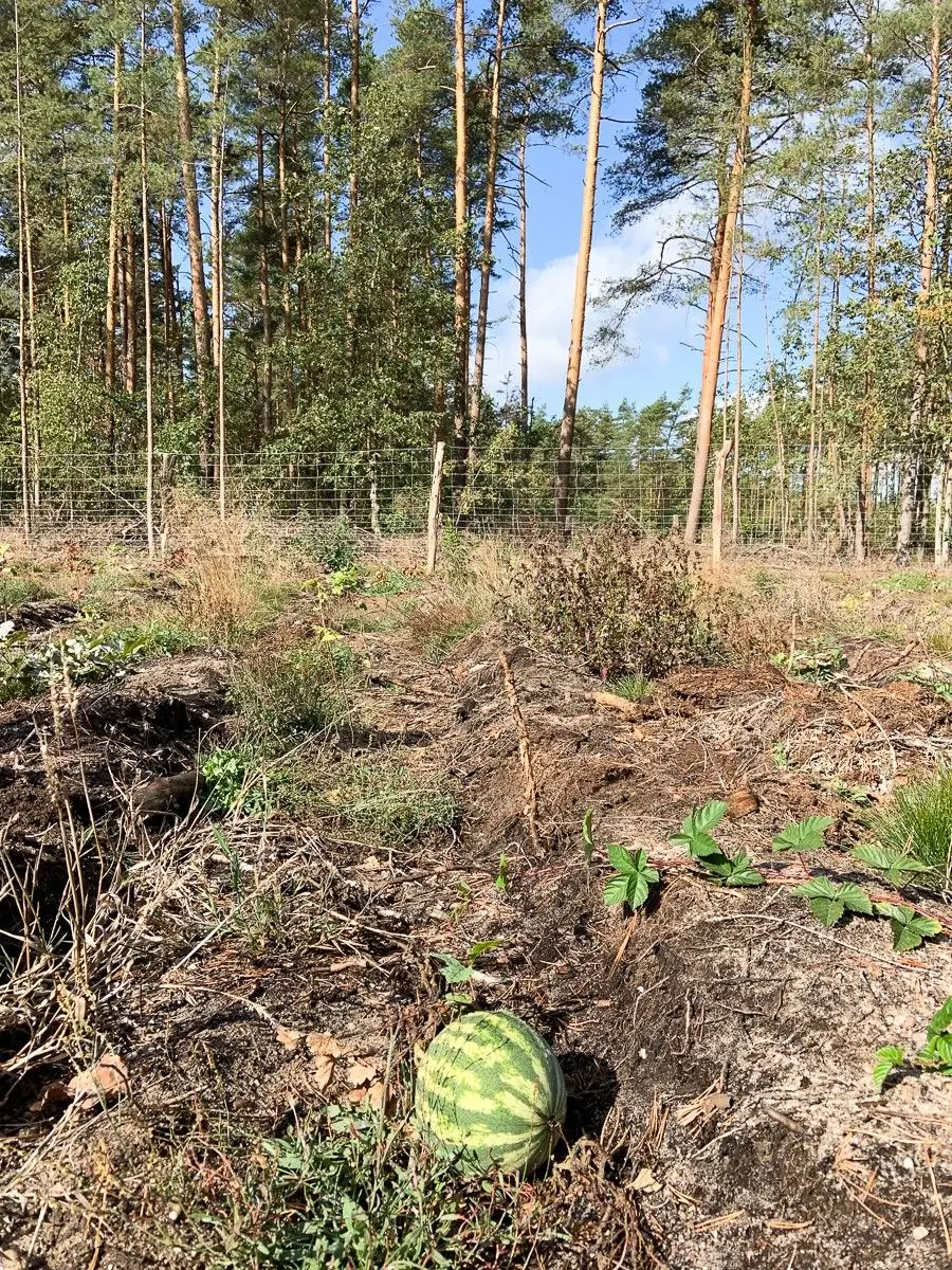 Szok! Arbuz wyrósł... w lesie pod Bolesławcem