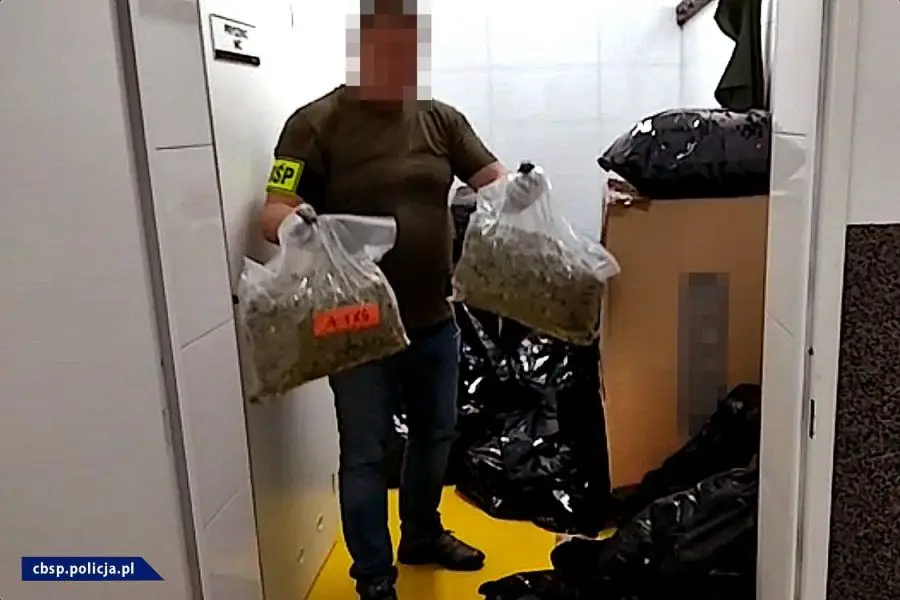 Plantacja marychy w… pieczarkarni. Narkotyki warte ponad 6 mln zł przechwycone. Zatrzymany mężczyzna miał broń