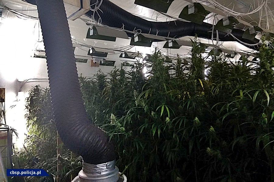 Plantacja marychy w… pieczarkarni. Narkotyki warte ponad 6 mln zł przechwycone. Zatrzymany mężczyzna miał broń