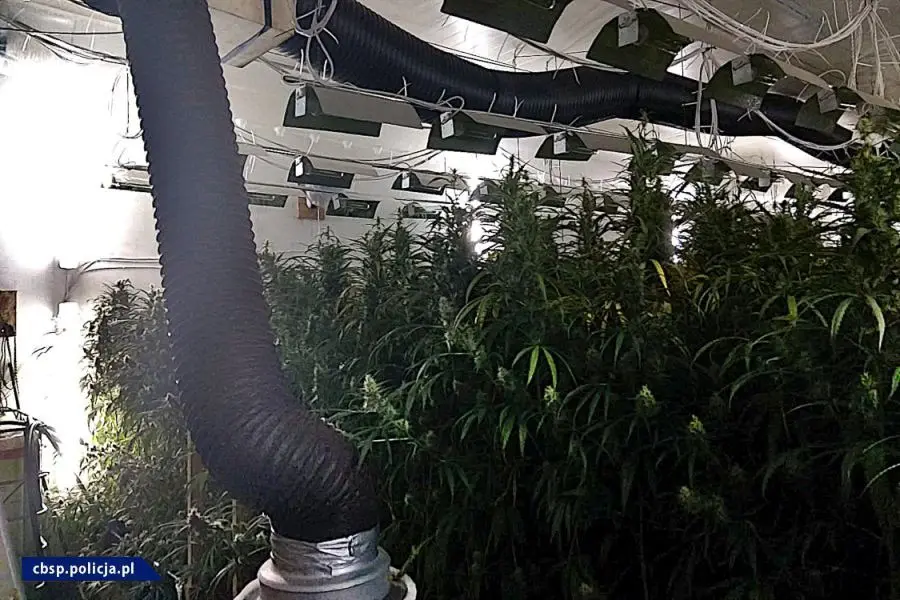 Plantacja marychy w… pieczarkarni. Narkotyki warte ponad 6 mln zł przechwycone. Zatrzymany mężczyzna miał broń