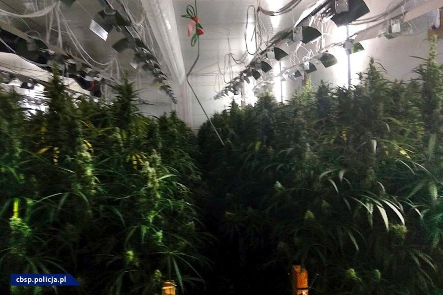 Plantacja marychy w… pieczarkarni. Narkotyki warte ponad 6 mln zł przechwycone. Zatrzymany mężczyzna miał broń