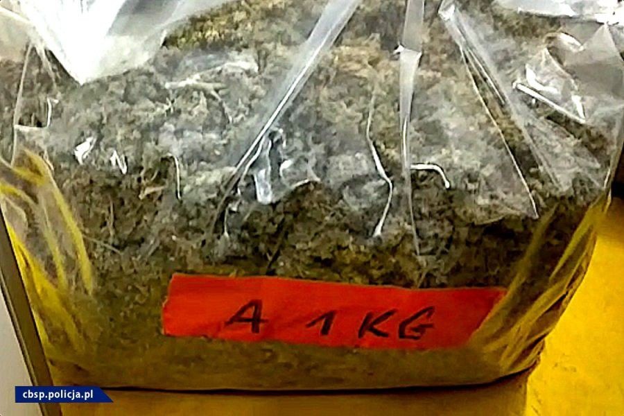 Plantacja marychy w… pieczarkarni. Narkotyki warte ponad 6 mln zł przechwycone. Zatrzymany mężczyzna miał broń