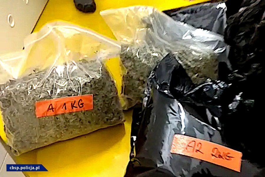 Plantacja marychy w… pieczarkarni. Narkotyki warte ponad 6 mln zł przechwycone. Zatrzymany mężczyzna miał broń