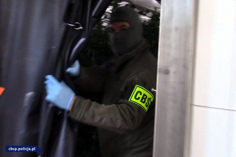 Plantacja marychy w… pieczarkarni. Narkotyki warte ponad 6 mln zł przechwycone. Zatrzymany mężczyzna miał broń