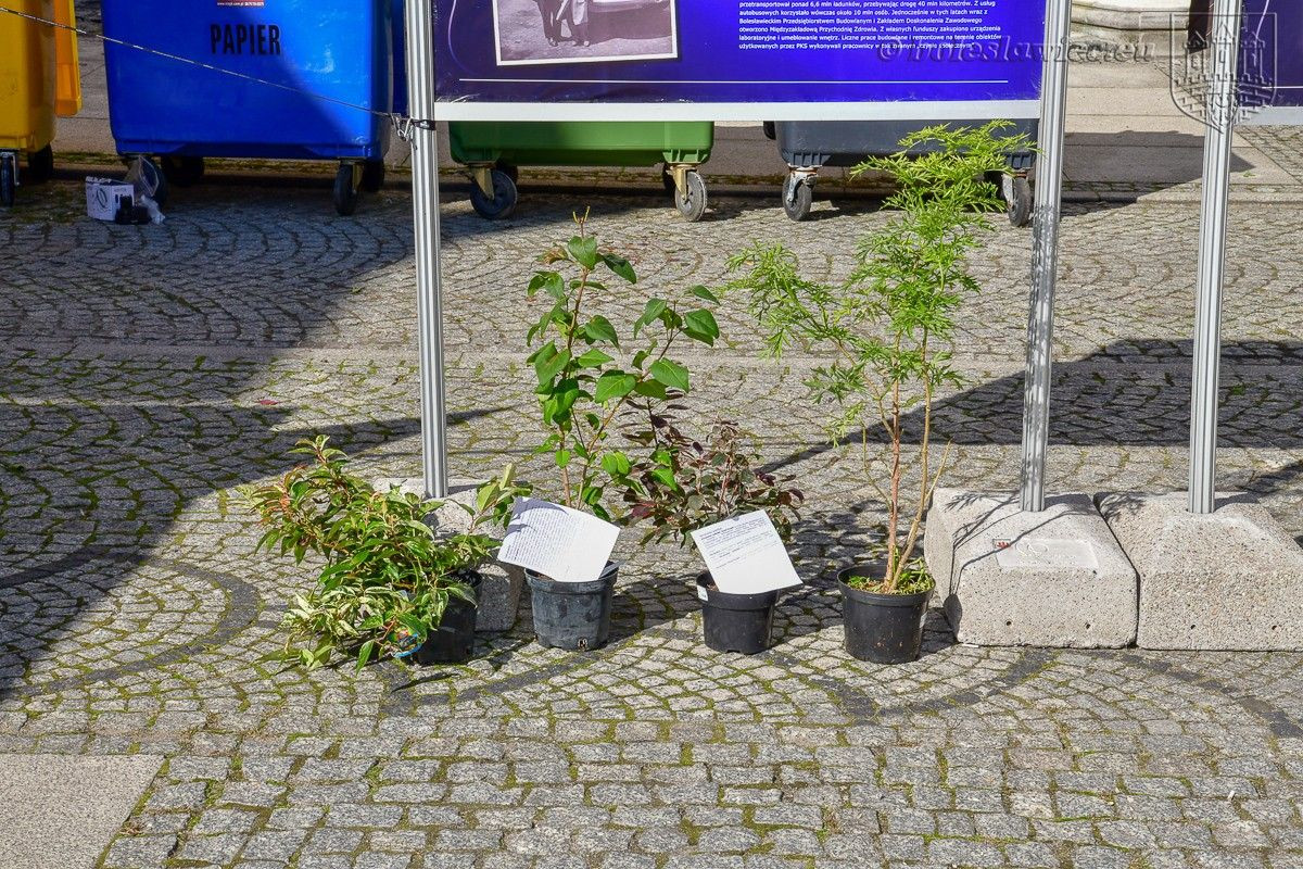 Bolesławianie wzięli udział w akcji „Nasze miasto oddycha”