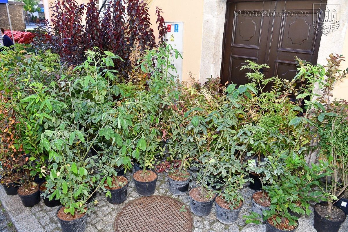 Bolesławianie wzięli udział w akcji „Nasze miasto oddycha”